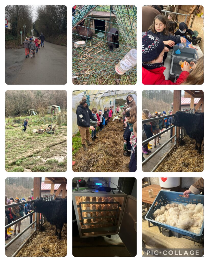 Visite de la ferme « Coin-Coin »